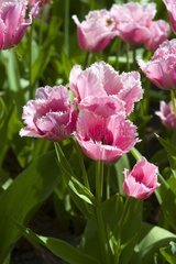 Tulipe frangée 'Fringed family'