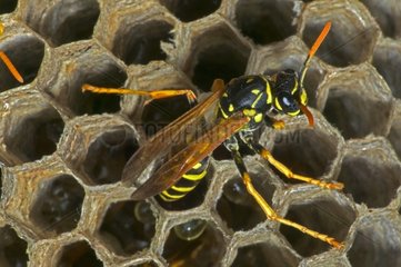 European Paper Wasps New York USA