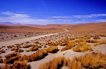 Weg des Viscacha -Gebiets des Anden Atacama Chile