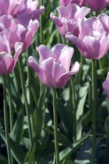 Tulipe triomphe 'Mistress'