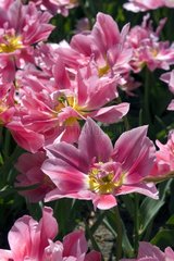 Tulipe double tardive 'Peach blossom'