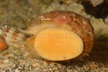 Stomatella snail on sand New Caledonia
