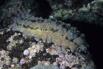 Sea cucumber on reef Galapagos Islands Pacific Ocean