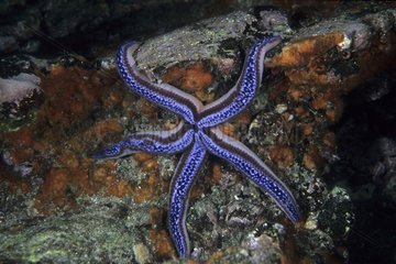 Blue Sea Star on reef Galapagos Islands Pacific Ocean