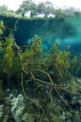 Aquatic plants and trunks reflection Ginnie Springs Florida