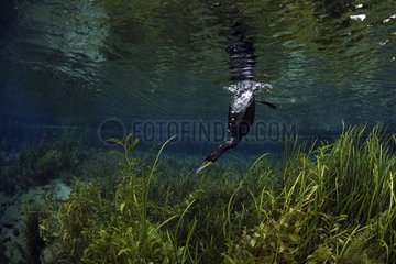 Double-crested Cormorant fishing Ginnie Springs Florida