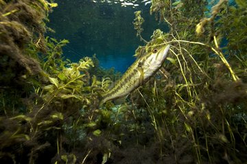 Spotted Bass in vegetation Ginnie Springs Florida USA