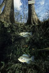 Redear Sunfish and its reflection Ginnie Springs Florida
