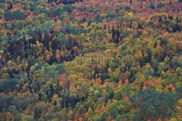 Mixed temperate forest in autumn Quebec Canada