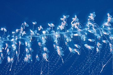 Red-spotted Siphonophore in the Mediterranean sea France