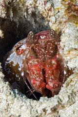 Mantis shrimp in its hole in the Maldives