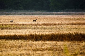 Roe Deers in a meadow at dawn Brenne France