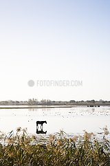 Silhouette of horse in a pond Coto Donana Spain