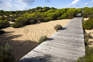 Wooden walkway in the dunes Coto Donana Spain