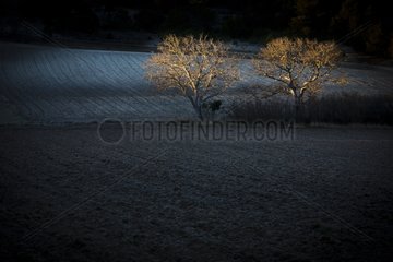 Trees at sunrise in a field in winter Luberon France