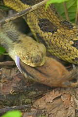 Timber Rattlesnake eating an Estern Chipmunk USA