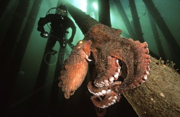 Octopus fixed on a bridge pillar and diver