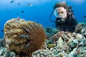 Diver and Crown-of-Thorns feeding on a hard coral Moorea