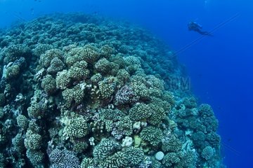 Scuba diver and reef covered with hard corals Manihi Tuamotu