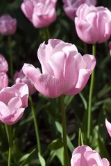 Tulipe simple tardive 'Pink diamond'