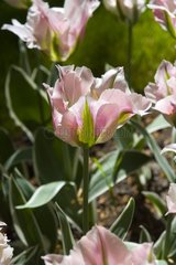 Tulipe viridiflora 'China town'