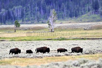 Group of Bisons in Hayden Valley of Yellowstone NP