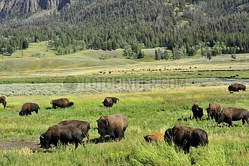 Herd of Bisons in Hayden Valley of Yellowstone NP