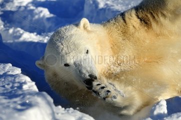 Polar bear ice to remove themselves from the clutches