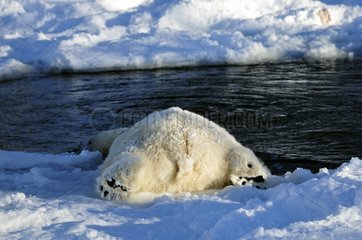 Polar bear falling into the water