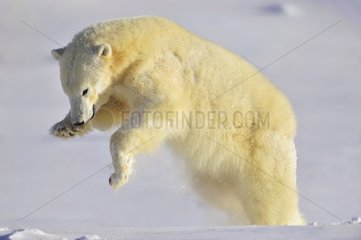 Polar bear trying to break the ice