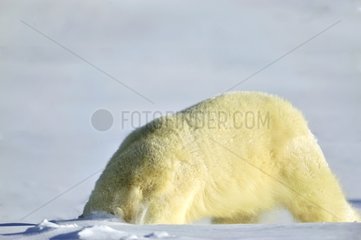 Female polar bear sniffing for prey in the snow