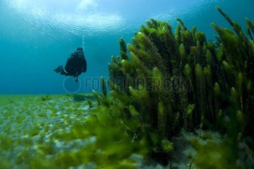 Scuba diver and aquatic plants Fibreno Lake Italy