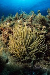 Sea anemone Sardinia Tyrrhenian Sea