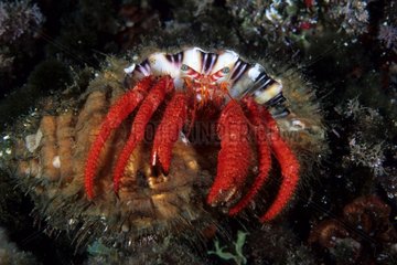 Hermit crab Sardinia Tyrrhenian Sea