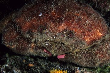 Portrait of Sponge-Crab Sardinia Tyrrhenian Sea