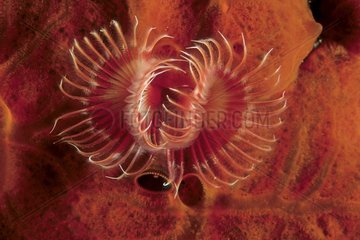 Tube worm between encrustating red sponge Tyrrhenian Sea