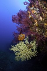 Mediterranean Black coral and red gorgonia Tyrrhenian Sea