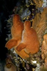 Couple of red sea-squirt Sardinia Tyrrhenian Sea