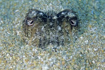 Cuttlefish camouflage under the sand Sardinia Tyrrhenian Sea