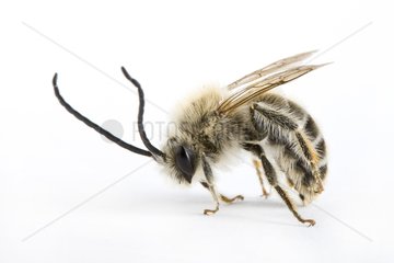Imago of Dark Bumble bee France