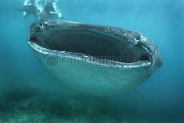 Whale shark showing its large gaping mouth & divers Mexico