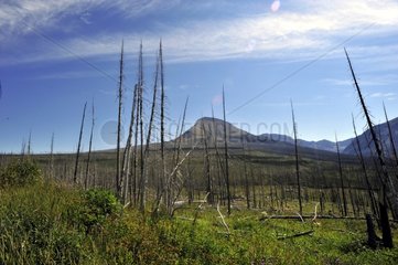 Part of forest burned in the Glacier NP USA