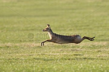 Male Chinese water deer running in a meadow at spring GB
