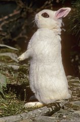 Blanc de hutot dwarf rabbit