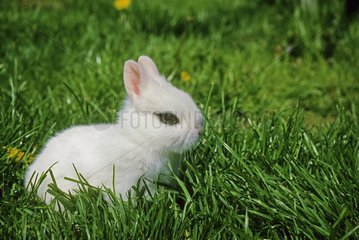 Blanc de Hotot dwarf rabbit