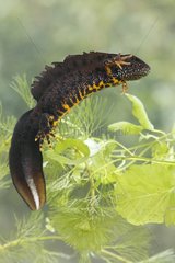 Male Northern crested newt displaying at spring England