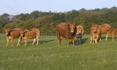 Bullen und Limousin -Färsen auf der Wiese