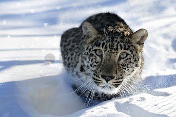 North Persian Leopard in the snow in winter