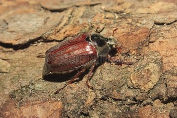 June beetle bark Alsace France