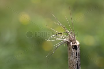 Nest of Grass-carrying wasp in rod Burgundy France